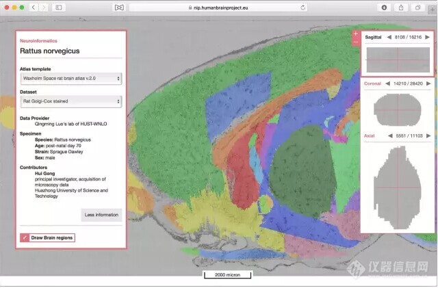 骆清铭团队获取大鼠全脑高分辨数据集在欧盟脑计划平台发布