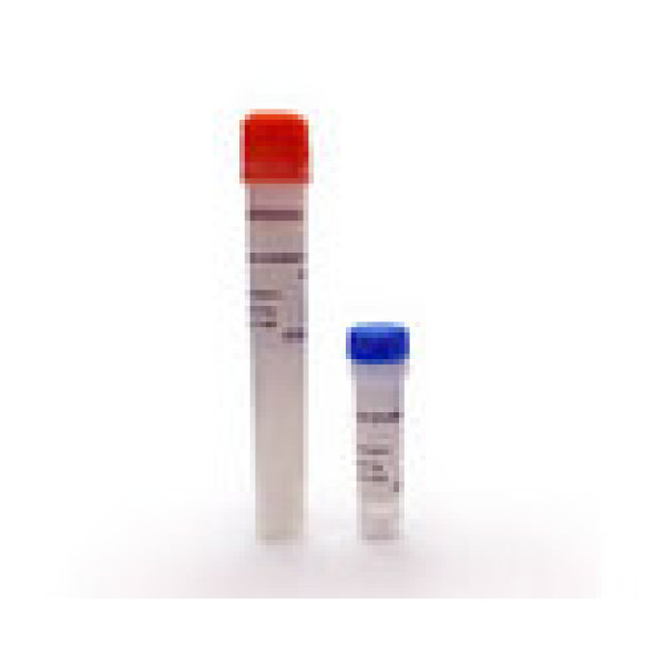 丝氨酸或半胱氨酸蛋白水解酶抑制蛋白1抗体
