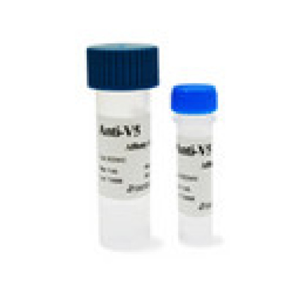丙型肝炎病毒NS5A激活蛋白9抗体