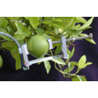 DEX果实-树木茎干生长测量仪