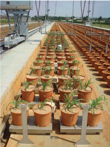 植物连续称重和蒸腾测量系统FieldScale