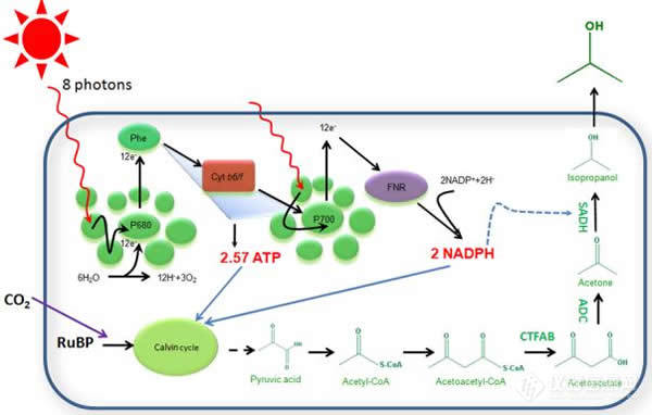 在蓝藻Synechocystis 6803中引入NADPH消耗驱动光合固碳示意图