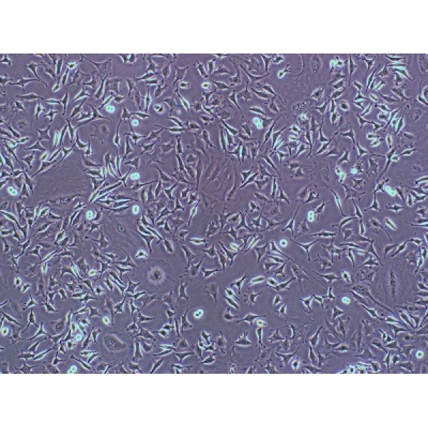 NCI-H838细胞;人非小细胞肺癌细胞
