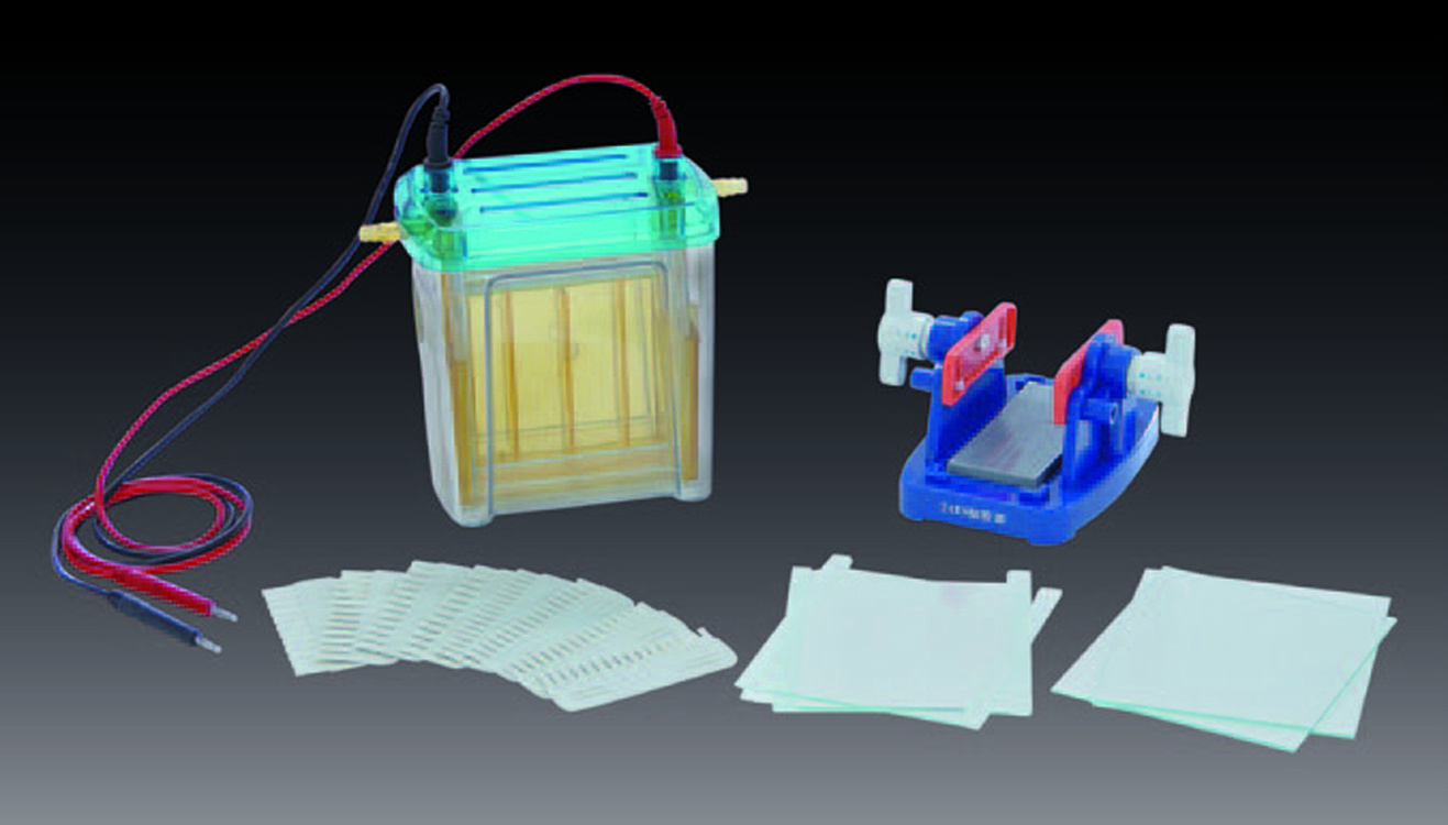 北京六一 DYCZ-24EN 双垂直电泳仪