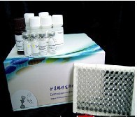 大鼠cTn-Ⅰ检测试剂盒