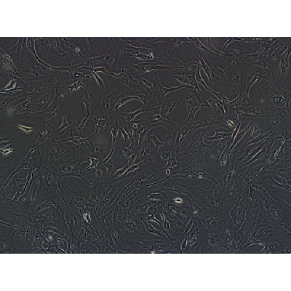 IAR20细胞;大鼠肝细胞