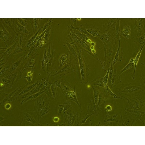 L Wnt-3A细胞;小鼠皮下结缔组织细胞