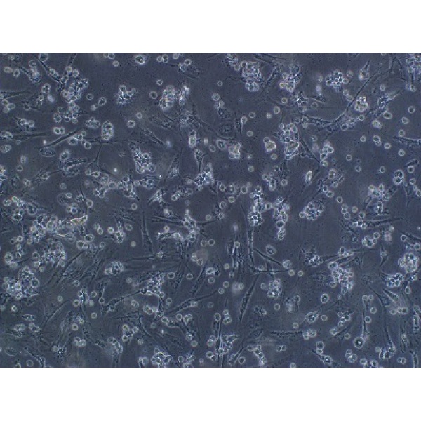 SW480细胞;人结肠癌细胞