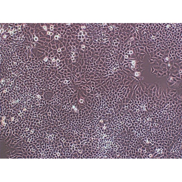 BV2细胞;小鼠小胶质细胞
