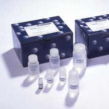 大鼠IL-6检测试剂盒 