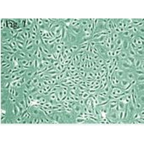 UMNSAH/DF-1细胞;鸡胚成纤维细胞
