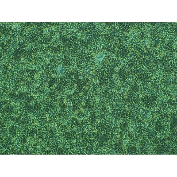 NR8383细胞;大鼠肺泡巨噬细胞