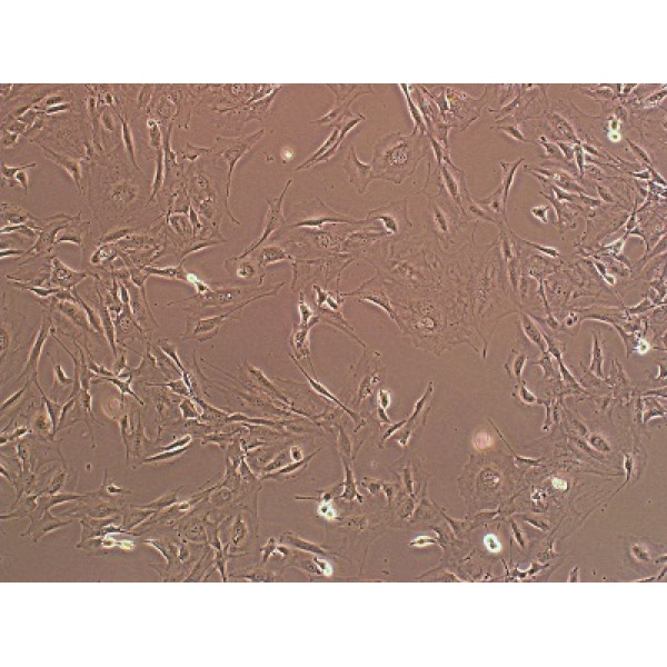 A-204细胞;人横纹肌肉瘤细胞