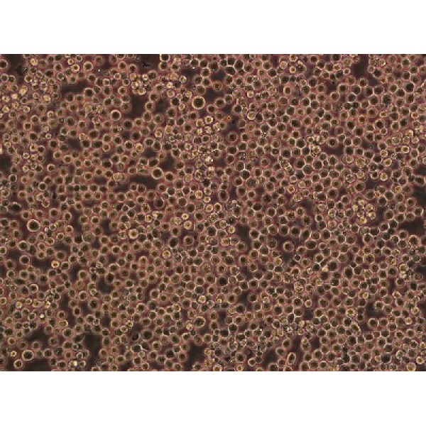 HuTu-80细胞;人十二脂肠腺癌