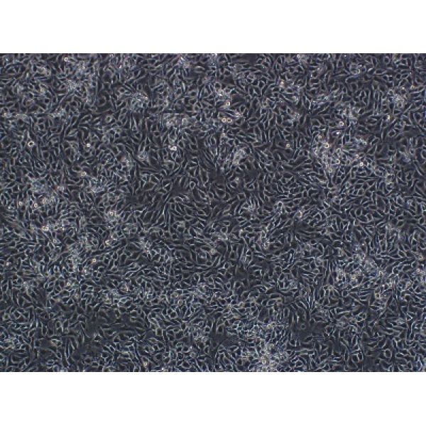 AE-2细胞;小鼠杂交瘤细胞