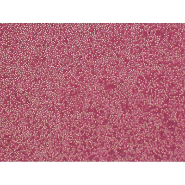 HBL-100细胞;人整合SV40基因的乳腺上皮细胞