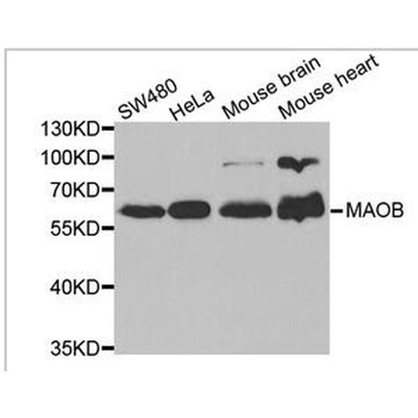 Anti-MAOB抗体