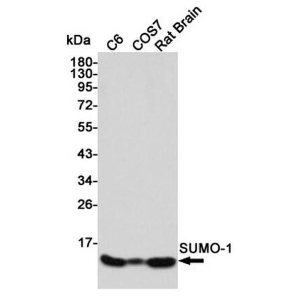 Anti-SUMO-1 抗体