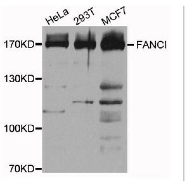Anti-FANCI抗体
