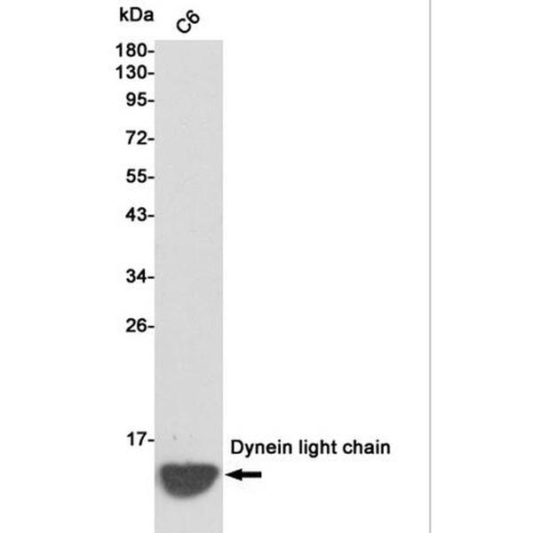 Anti-Dynein light chain 抗体