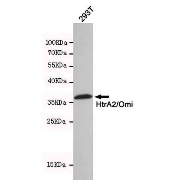 Anti-HTRA2 抗体