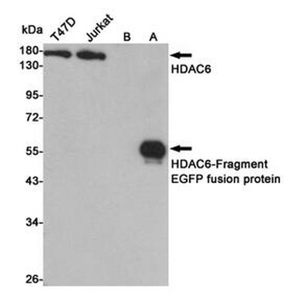Anti-HDAC6 抗体