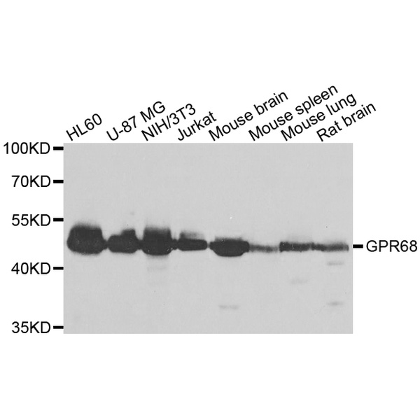Anti-GPR68抗体