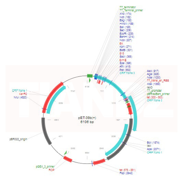 pET-39b大肠杆菌蛋白表达载体，大肠系列质粒