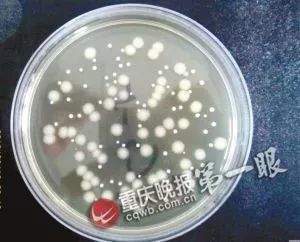 一年不洗的枕芯有多脏？