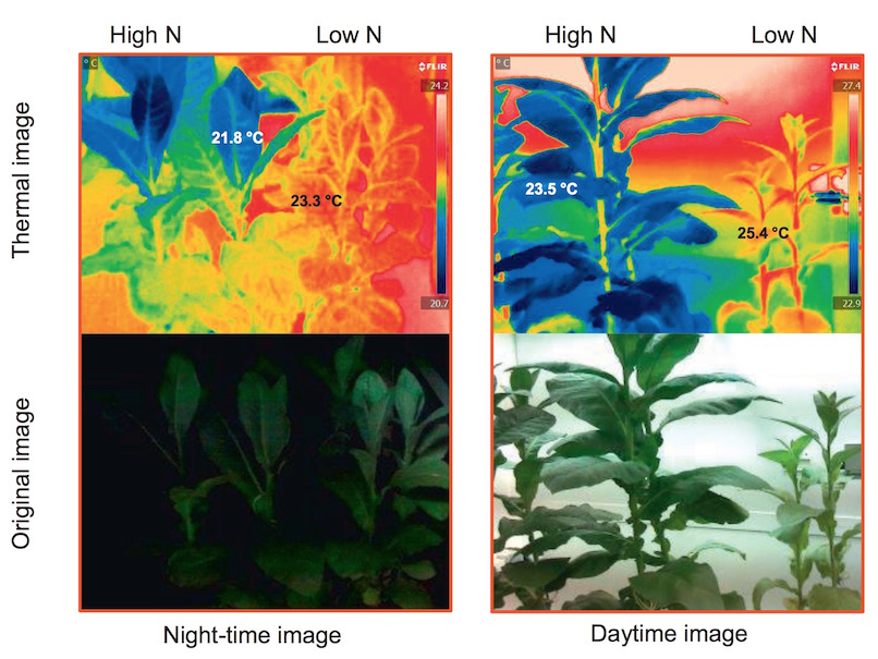WIC红外热成像技术方案-植物科学