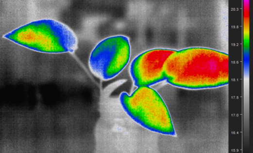 WIC红外热成像技术方案-植物科学