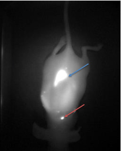 IR VIVO 近红外多光谱实验动物活体成像仪