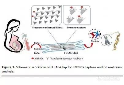 杨朝勇团队成果：非侵入式微流控芯片技术助力无创产前诊断