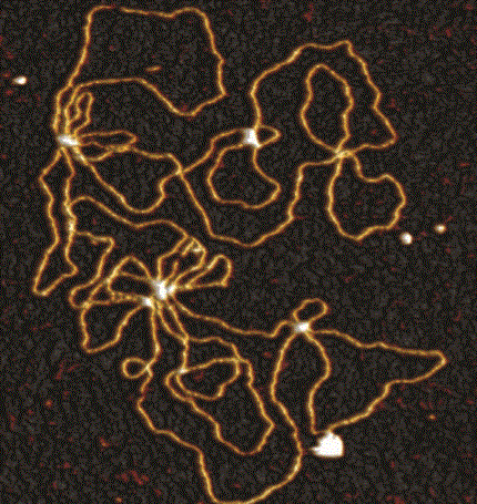 布鲁克 BioScope Resolve 生物型原子力显微镜