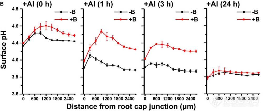 B时Al胁迫不同时间后，根表各区域的pH值。.jpg