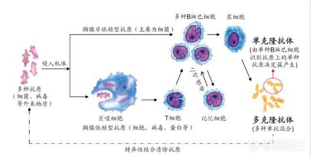 行研报告：抗体药行业研究报告