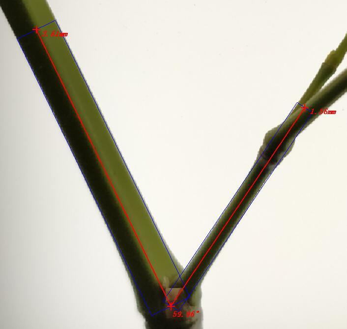 万深SC-K1型自动原位活体植物分枝角测量仪