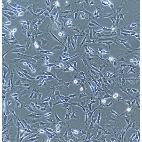 RGC-5小鼠视网膜神经节细胞