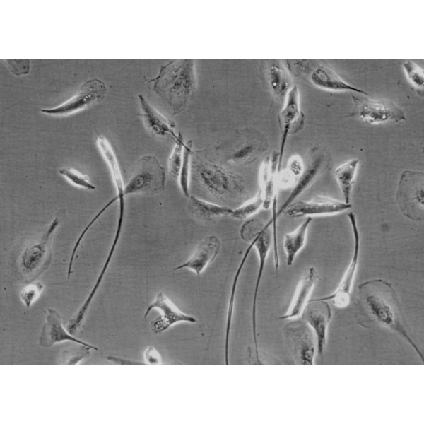 大鼠胚胎成纤维细胞