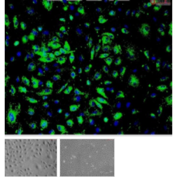 小鼠角膜基质细胞