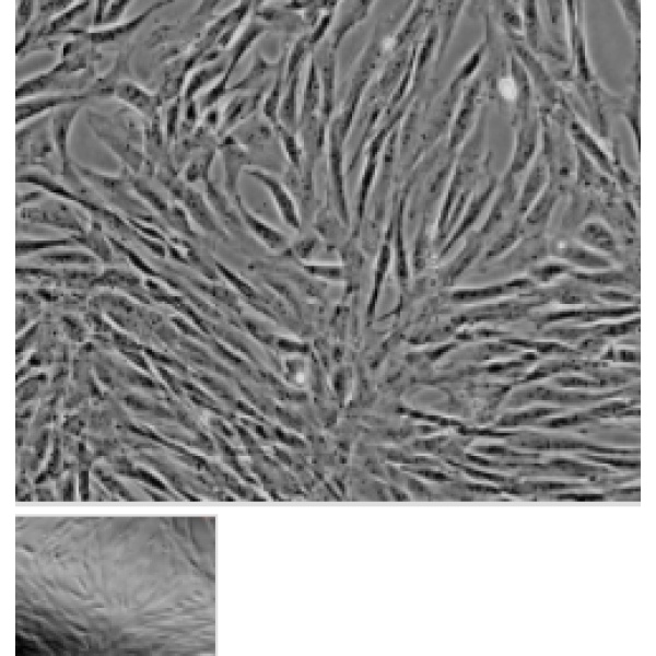 小鼠食管平滑肌细胞