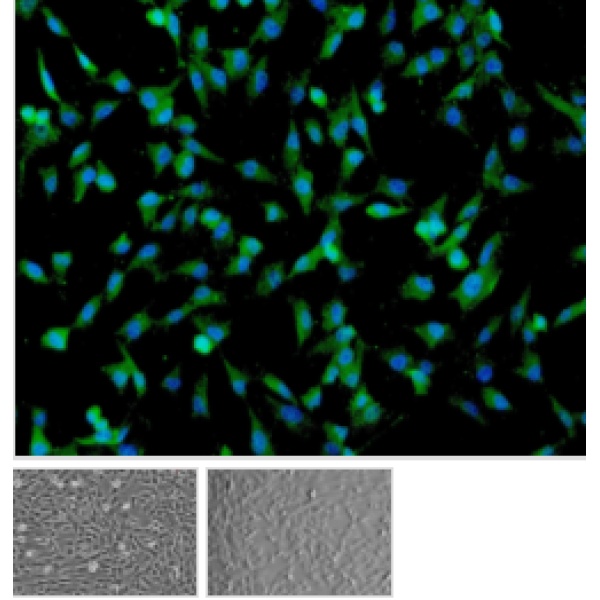 小鼠神经星形胶质细胞