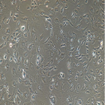 肾小管上皮细胞形态图片