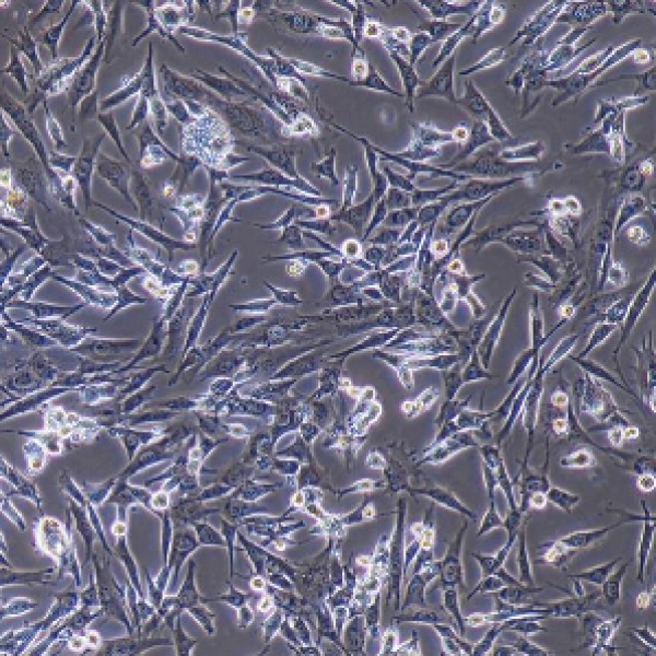 HT22；小鼠海马神经元细胞系