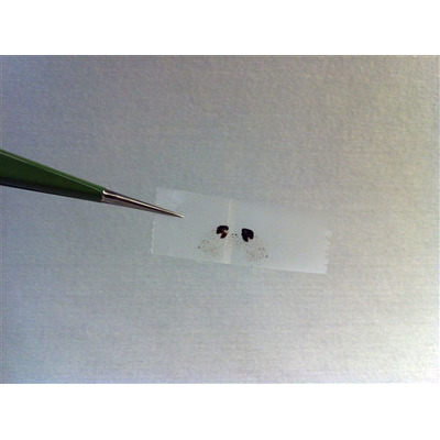 GO 氧化石墨烯 (Graphene Oxide)  