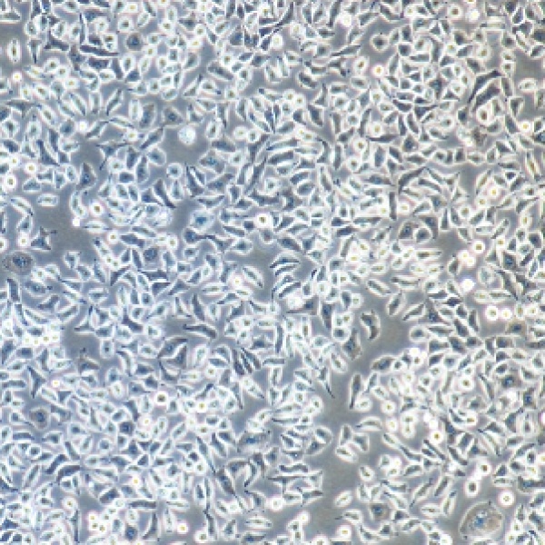 dc24;小鼠树突状细胞