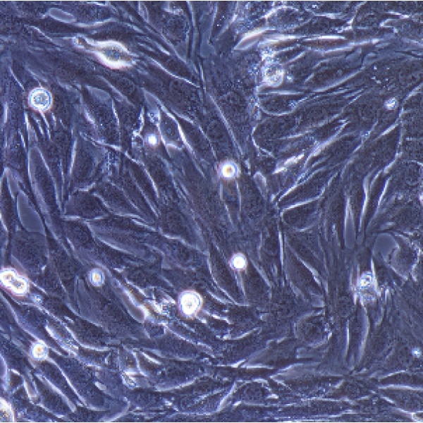 C2C12小鼠成肌细胞