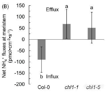 野生型、突变体根尖分生区NH4+外排速率对比。正值表示外排.png