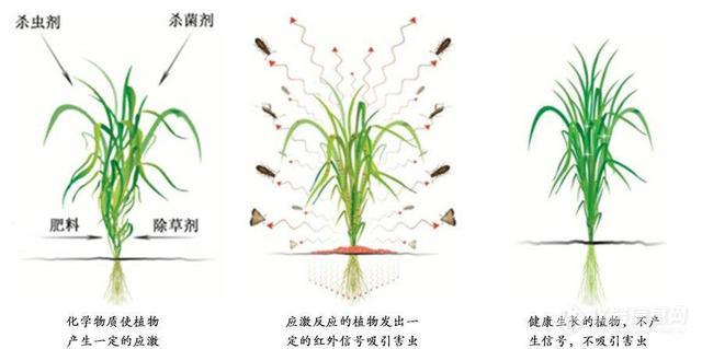 色谱分析技术及其在病虫害防治中的应用