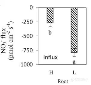 高（H）、低（L）NUE油菜根部液泡NO3-跨膜吸收速率.jpg